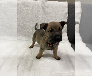 Hallowed Harvest - Cushaw - Located in Florida - Male Mutt Dog for Adoption - Photo #3