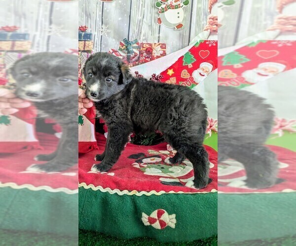 Medium Photo #1 Border Collie Puppy For Sale in HAMMOND, IN, USA