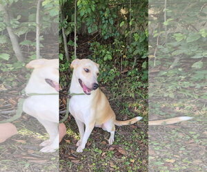 Kaitlyn - Female Labrador Retriever-Unknown Mix Dog for Adoption - Photo #4
