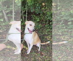 Small Photo #4 Labrador Retriever-Unknown Mix Puppy For Sale in Jackson, MS, USA