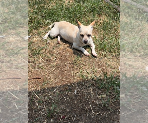 Medium Photo #8 Chihuahua-Unknown Mix Puppy For Sale in Lakewood, CO, USA