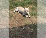 Small #7 Chihuahua Mix