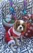 Small Photo #2 Cavalier King Charles Spaniel Puppy For Sale in FALLBROOK, CA, USA