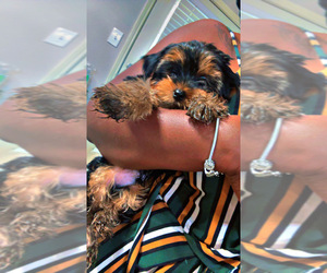 Yorkshire Terrier Puppy for sale in KELLER, TX, USA