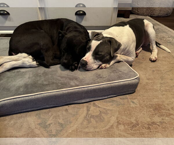 Medium Photo #3 Mutt Puppy For Sale in Doylestown, PA, USA