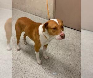 American Pit Bull Terrier-Unknown Mix Dogs for adoption in Conroe, TX, USA