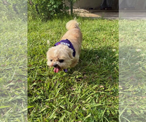 Medium Photo #6 Shih Tzu-Unknown Mix Puppy For Sale in Oakhurst, NJ, USA