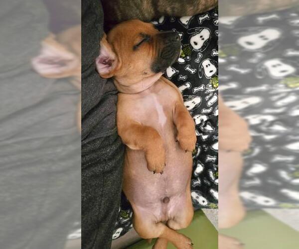 Medium Photo #3 French Bull Weiner Puppy For Sale in Los Angeles, CA, USA