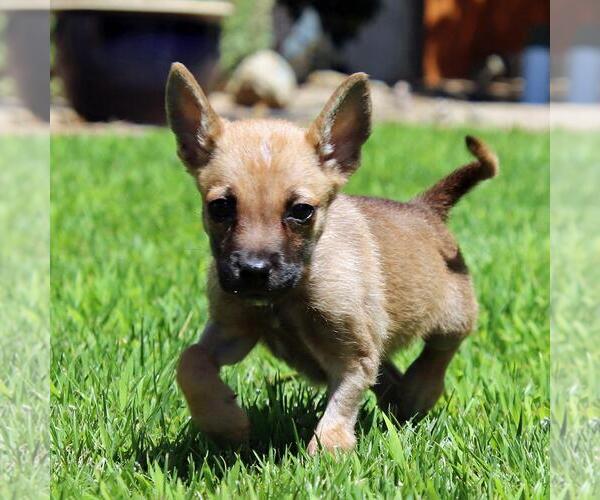 Medium Photo #3 Chihuahua-Unknown Mix Puppy For Sale in San Diego, CA, USA