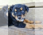 Small Photo #1 Australian Shepherd Puppy For Sale in RAYMORE, MO, USA