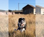 Small Photo #9 Border Collie Puppy For Sale in Laramie, WY, USA