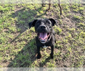 EVIE JEAN - Female Labrador Retriever Dog for Adoption - Photo #2