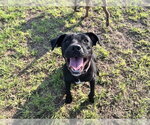 Small #1 Labrador Retriever