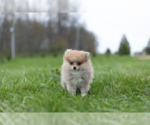 Medium Photo #8 Pomeranian Puppy For Sale in WARSAW, IN, USA