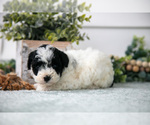 Small #2 Poodle (Miniature)