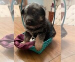 Small Photo #1 German Shepherd Dog Puppy For Sale in PRATTVILLE, AL, USA
