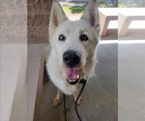 - Mix Dogs for adoption in Woodland, CA, USA