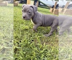 Puppy Stormi American Bully