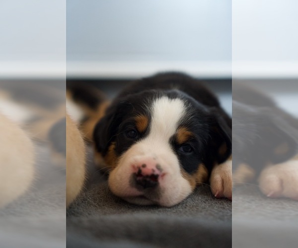 Medium Photo #5 Greater Swiss Mountain Dog Puppy For Sale in TAOS, NM, USA