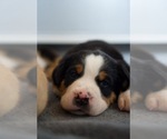 Small #4 Greater Swiss Mountain Dog