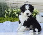 Small #8 Bernedoodle (Miniature)