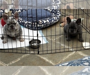 French Bulldog Litter for sale in MARIETTA, GA, USA