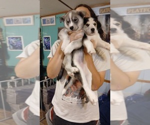 American French Bull Terrier-Siberian Husky Mix Puppy for sale in WILMINGTON, NC, USA