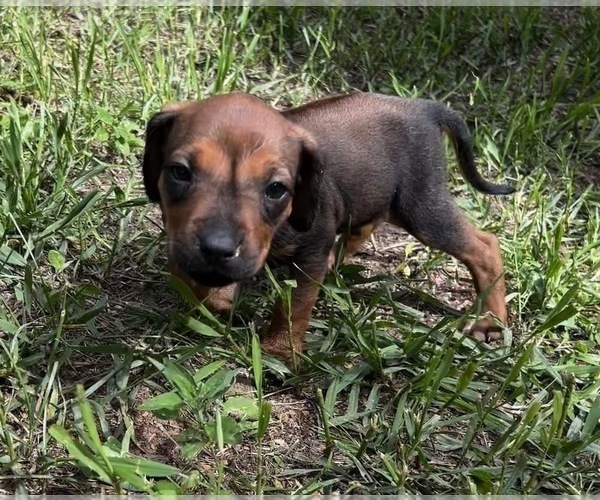 Medium Photo #2 Rhodesian Ridgeback Puppy For Sale in DIVIDE, CO, USA