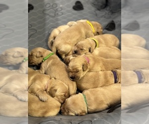Golden Retriever Puppy for sale in ROCK HILL, SC, USA