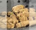 Small Golden Retriever