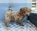 Small #1 Goldendoodle