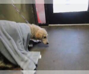 Labrador Retriever Dogs for adoption in Tulsa, OK, USA