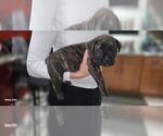 Puppy Black Collar Presa Canario