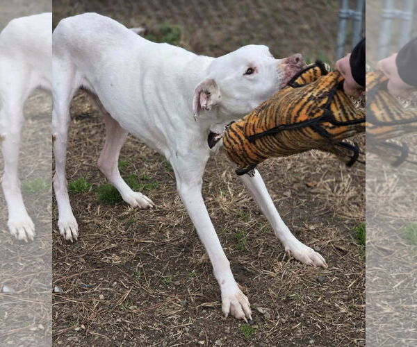 Medium Photo #2 American Bulldog-Unknown Mix Puppy For Sale in Anniston, AL, USA