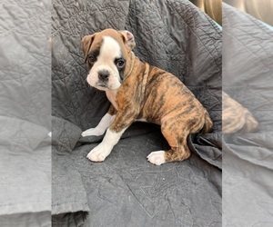 Boxer Puppy for sale in EUGENE, OR, USA