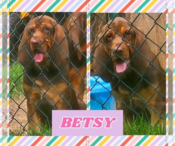 Medium Photo #2 Bloodhound Puppy For Sale in TOCCOA, GA, USA