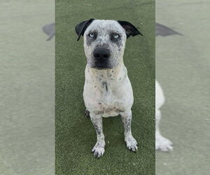 Catahoula Leopard Dog-Unknown Mix Dogs for adoption in Pasadena, TX, USA
