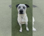 Small Catahoula Leopard Dog Mix