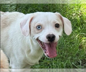 Frengle Dogs for adoption in Aurora, IL, USA