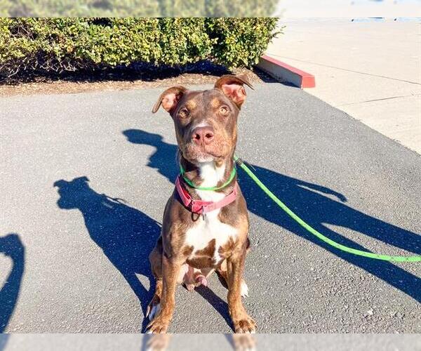 Medium Photo #1 Mutt Puppy For Sale in Orange, CA, USA