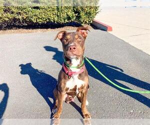 Mutt Dogs for adoption in Orange, CA, USA