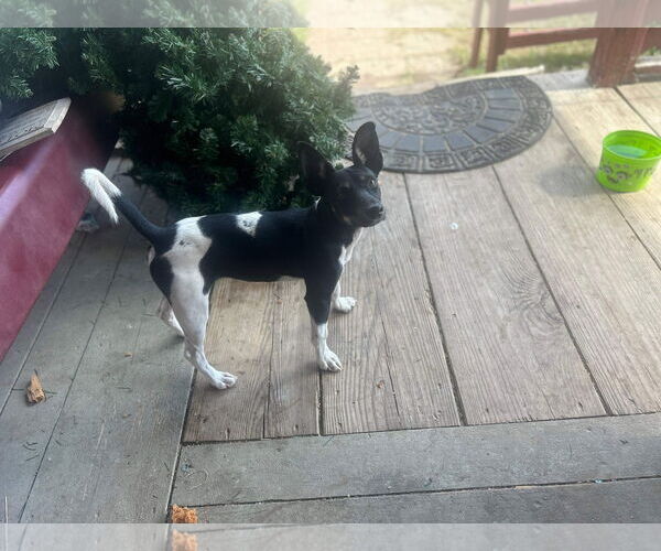 Medium Photo #4 Rat Terrier-Unknown Mix Puppy For Sale in Rockaway, NJ, USA