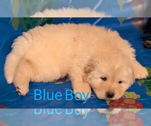 Great Pyrenees-Mastiff Mix Puppy for sale in LAWTON, OK, USA
