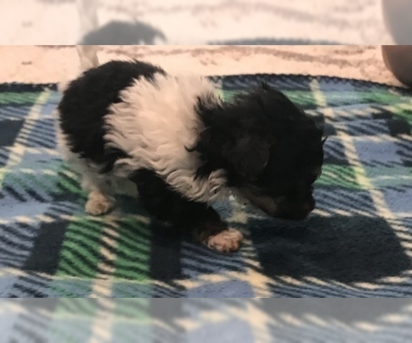 Medium Photo #3 Maltipoo Puppy For Sale in JASPER, GA, USA