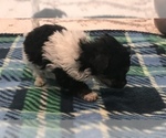 Small Photo #3 Maltipoo Puppy For Sale in JASPER, GA, USA