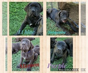 View Ad Boerboel Cane Corso Mix Puppy For Sale Near California Marysville Usa Adn 144592