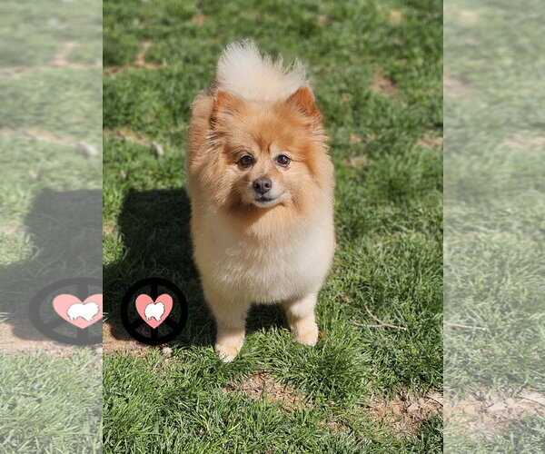 Medium Photo #3 Pomeranian Puppy For Sale in Lebanon, PA, USA