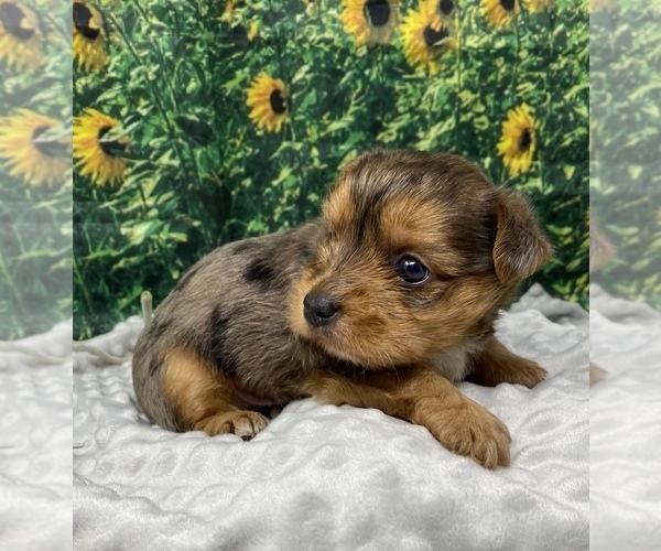 Medium Photo #2 Shorkie Tzu Puppy For Sale in SELLERSBURG, IN, USA