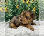 Small #1 Shorkie Tzu