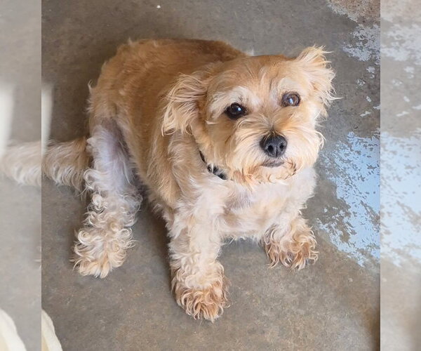 Medium Photo #4 Mutt Puppy For Sale in Amarillo, TX, USA